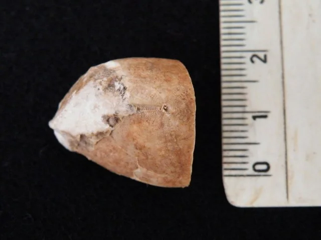 Collyrites sp. - fragment pancerza jeżowca