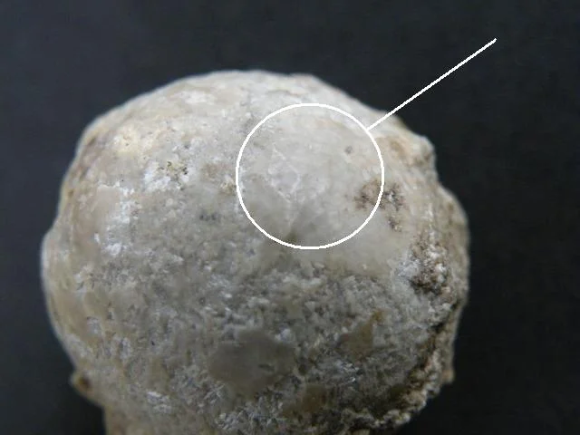 Echinosphaerites - pęcherzowiec