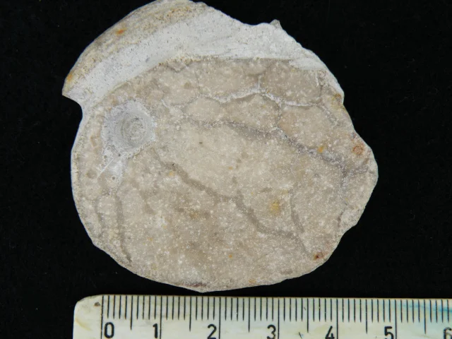 Echinocorys - fragment pancerza jeżowca